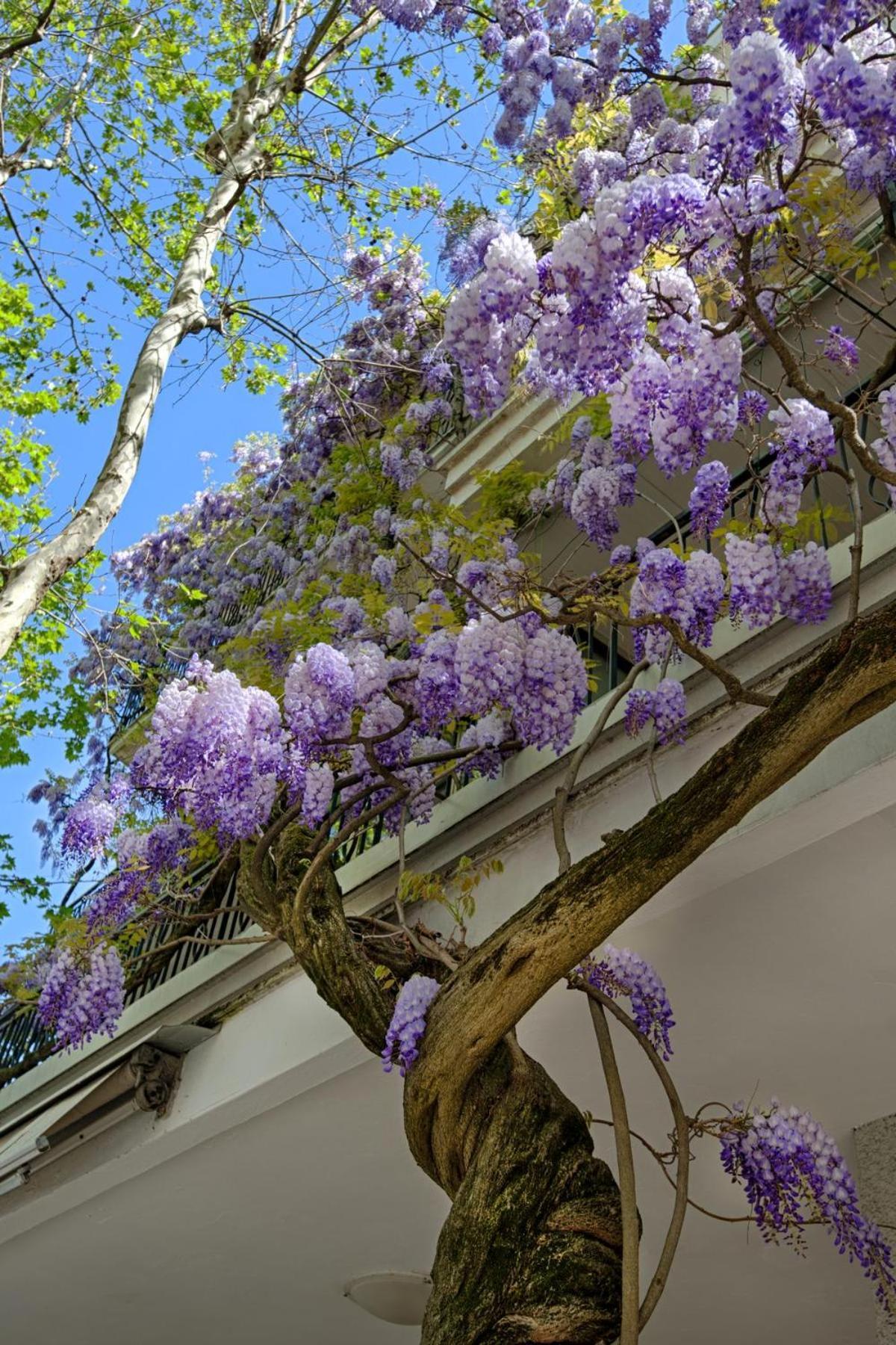 Albergo Villa Lucia بيلاريا-إيجيا مارينا المظهر الخارجي الصورة